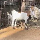 عنز مشروكه طيبه سنها ثنيه ودافع