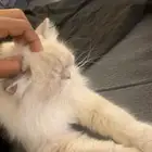 بسة نوعها هملايا