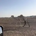 للبيع لقحة بكر وعشراء معه بكره