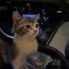 قطوه لتبني