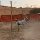 مهر شعبي واهو