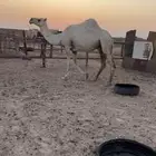 للبيع لقحه