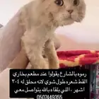 قط مفقود في حفر الباطن مكافاة لمن يجده 500 ريال