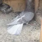 حمام قطيفي للبيع