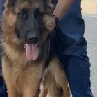 انثى جيرمن شولاين