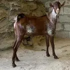 تيس اوشح