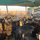 معزا عوارض مواليد رغايث بفحلها