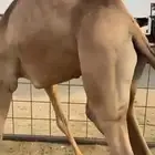 قعود مغلق مشروط للبيع