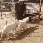 اربع خرفان