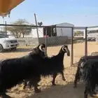 معزا