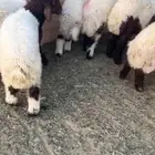 نعيم