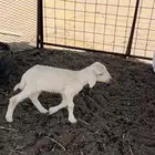رخل عمرها 5 ايام