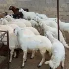 رخال وخرفان