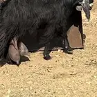 عنز عارضيه حليب