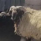 حايل