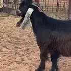 عوارض