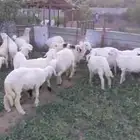 غنم