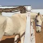 حصان