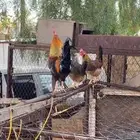 دجاج بلدي من السلاله القديمه