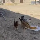 4دجايج وديك