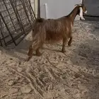 معزا دفيع شرط