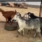 جمد العدد 10