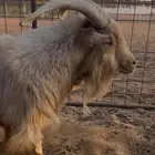 تيس قزمي اصل