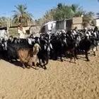 معزا