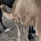 حشىوان العمر من 5 شهور الا 6 العدد 8