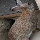 للبيع ارانب شرط صحه ونضافه