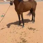 حصان العمر 5
