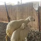 نعجه