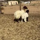 نعيميه