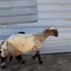 للبيع رغوث نعيمية
