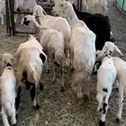 غنم متابيع