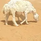 للبيع شياه متابيع وخروف فحل