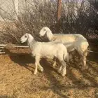ثنيه تحتها خروف ذبيحه