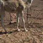 قعود تربية رقم واحد