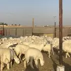 رخال حريات حرش 102 بالفحول 2