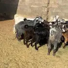 معزا اغلبه جذعات وثنيات ورباع مضاريع ودفيع