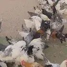 دجاج بلدي ومهجن