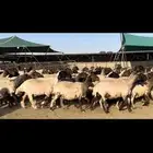 غنم نعيم مراح شرط الدفيع طيبه