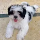 جرو شيتزو للبيع