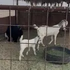 معزا خلفات عدد 2