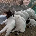 رغايث نعيم العدد 7