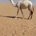 بكره مفروده تحقق موقعه شمال خط الدوادمي مع البيب