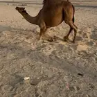 بكره ساحليه فاخره فرديه