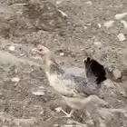دجاج شوكي