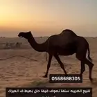 للبيع علومها كلها فالصوره