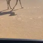 قعود حاكمي فردي